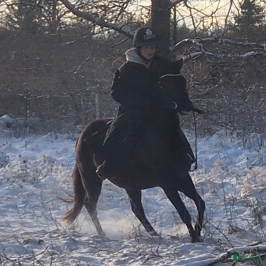 Dressyr hästar till salu: Ljuvligt sto  i Hjärnarp - Annons 6