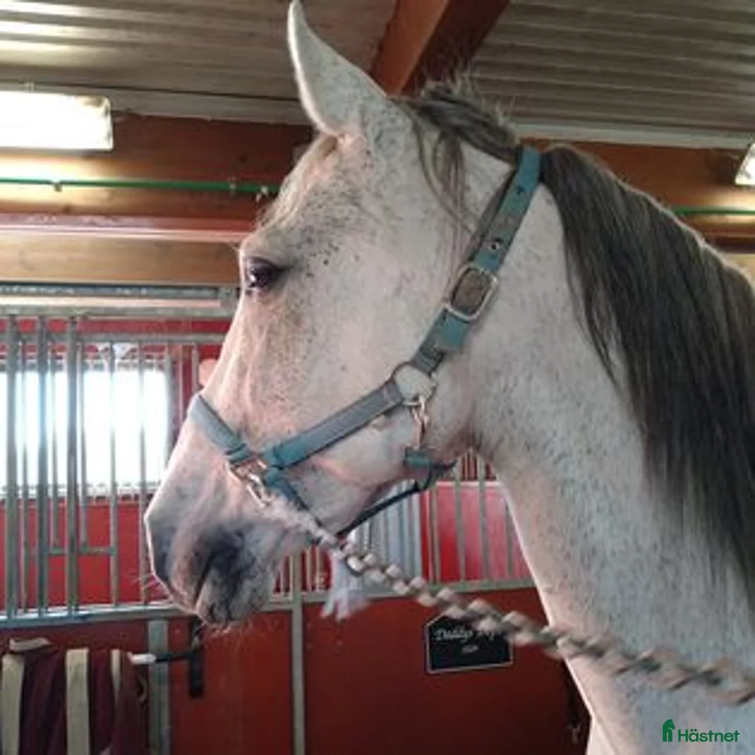 Allround hästar till salu: Trevlig pre, skulle nog funka på ridskola med. - Annons 2