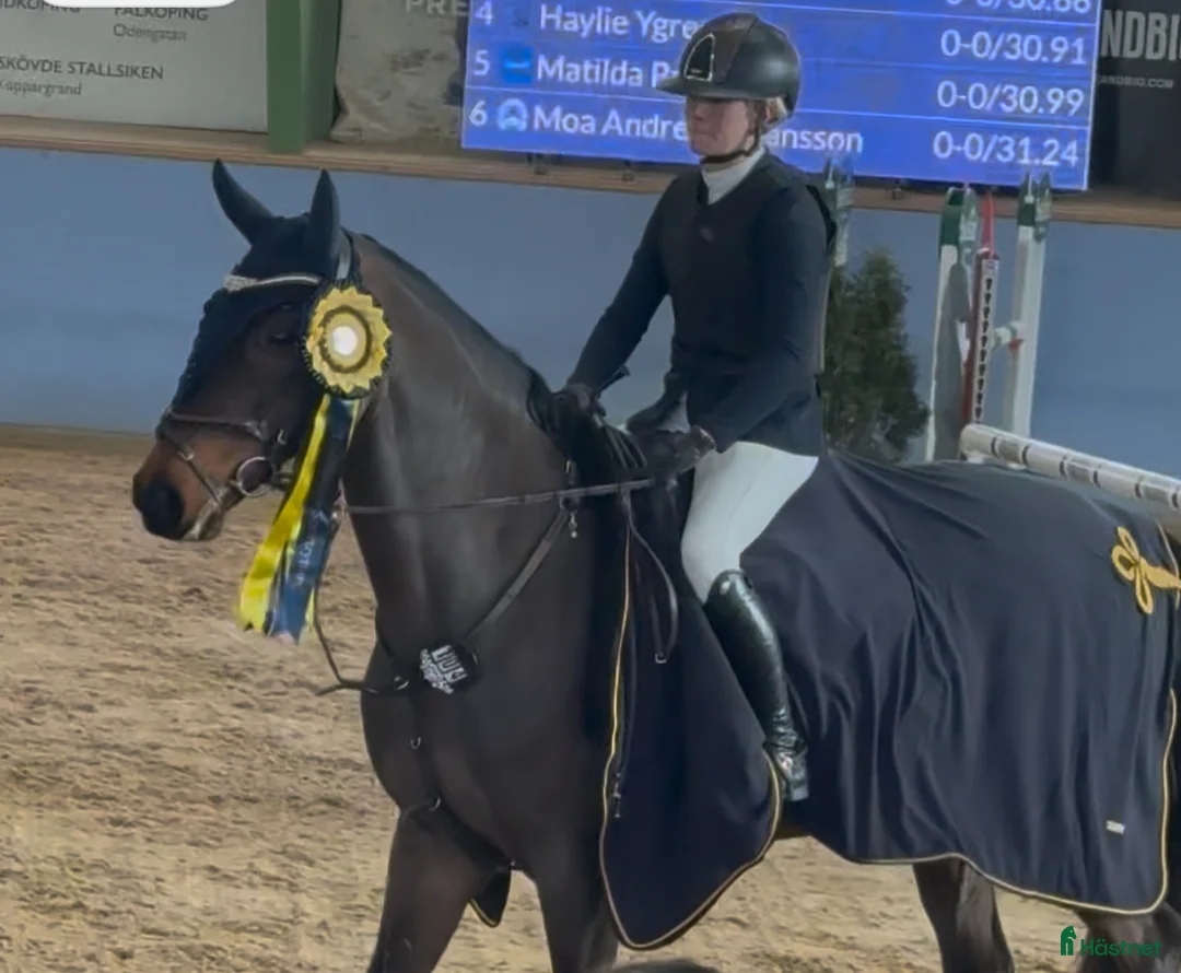 Hoppning hästar till salu: Underbar läromästare - Annons 4