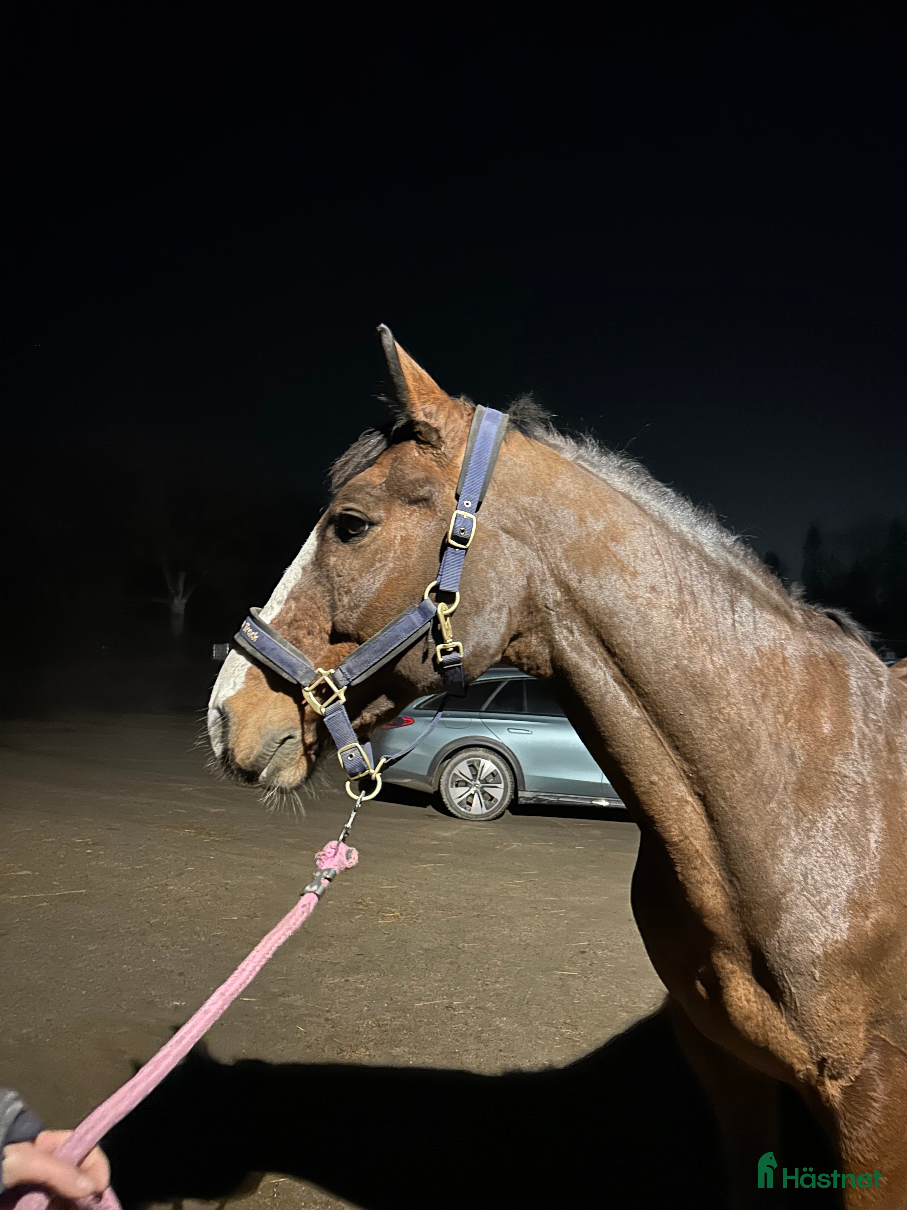 Hoppning hästar till salu: Fin häst med utvecklingspotential  - Annons 1