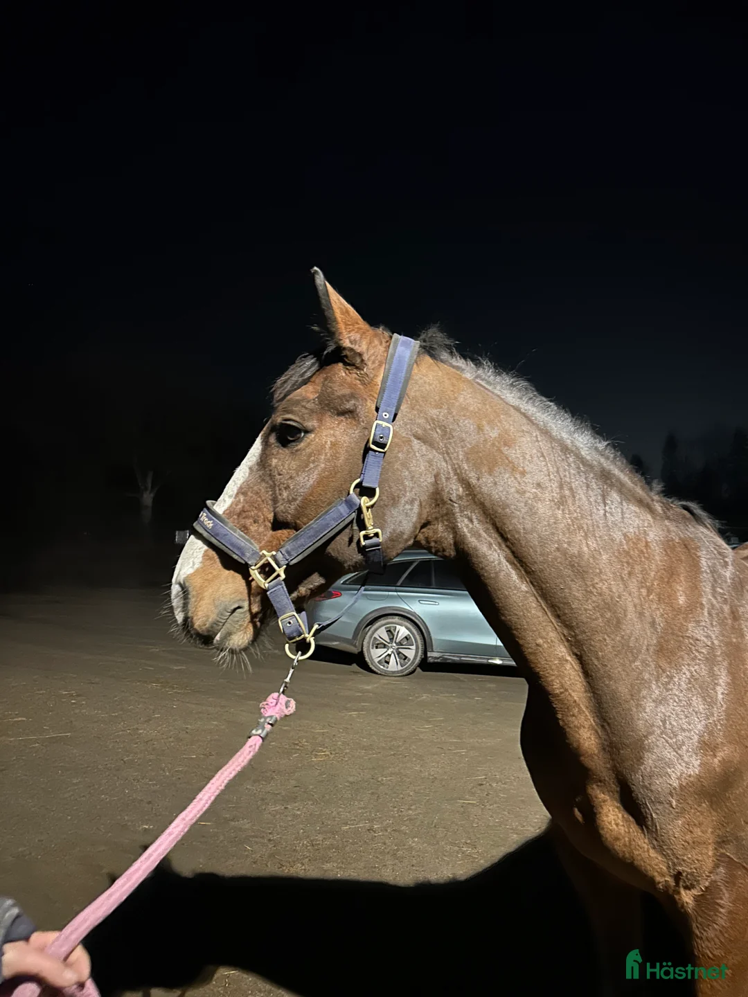 Hoppning hästar till salu: Fin häst med utvecklingspotential  - Annons 1