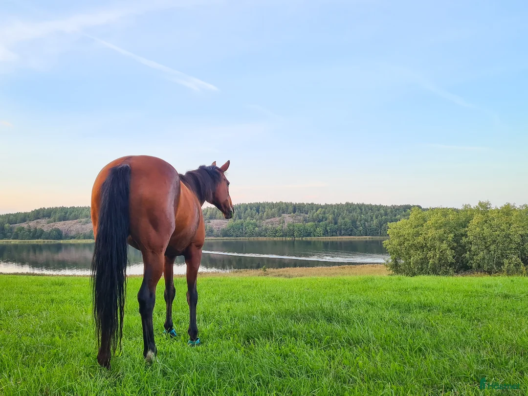 Sällskap hästar till salu: Brådskande - Sällskapshäst utlånas i Söderköping - Annons 4