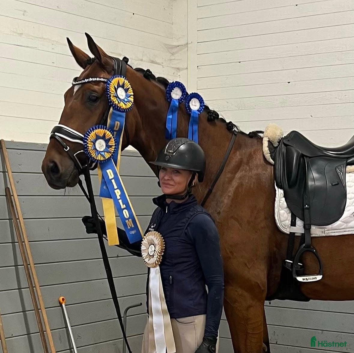  hästar Kvalitetshäst 5-år med dubbeldiplom i Tungelsta - Annons 13