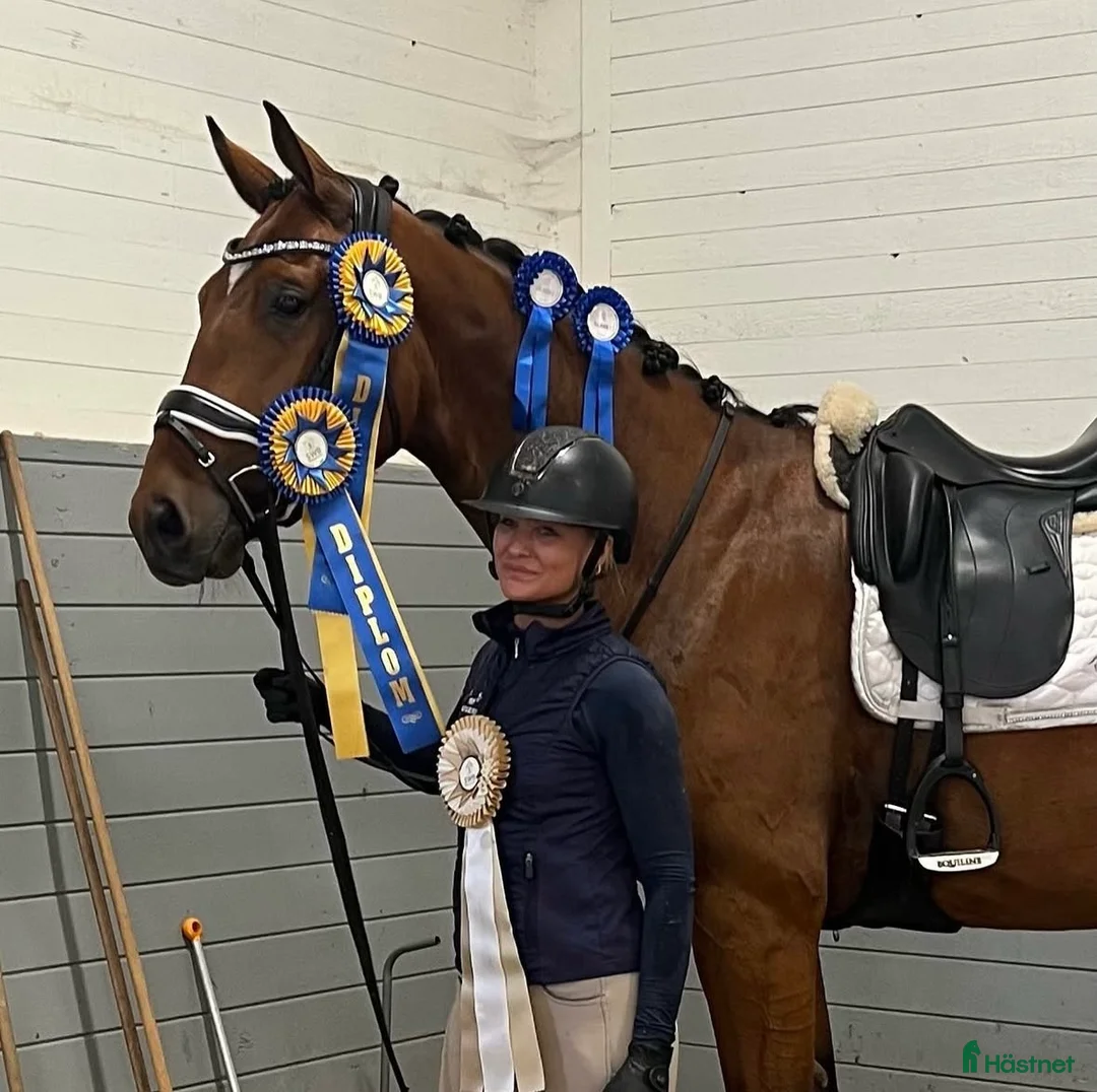 Dressyr hästar till salu: Kvalitetshäst 5-år med dubbeldiplom i Tungelsta - Annons 1