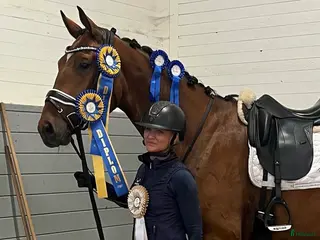 hästar Kvalitetshäst 5-år med dubbeldiplom i Tungelsta - Annons 1