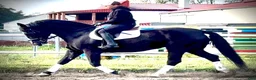 Allround hästar till salu: Hajli–Lovely Silesian Mare|169cm|Dressage&Allround - Annons 8