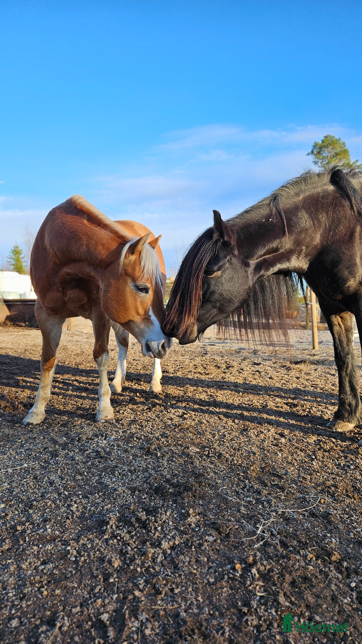  stallplats Lösdrift hel- eller halvinackordering - Annons 2