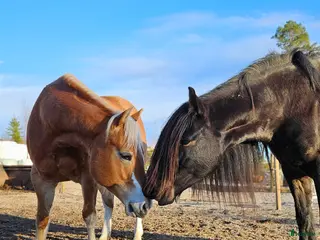 stallplats Lösdrift hel- eller halvinackordering - Annons 2
