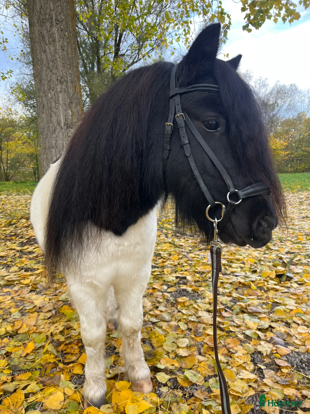  medryttarhäst finnes: Skötare till shetlandsponny  - Annons 2