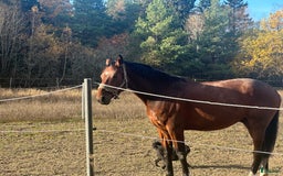  stallplats finnes: 🌺Aspvik 🐎 i Kungsängen - Annons 8