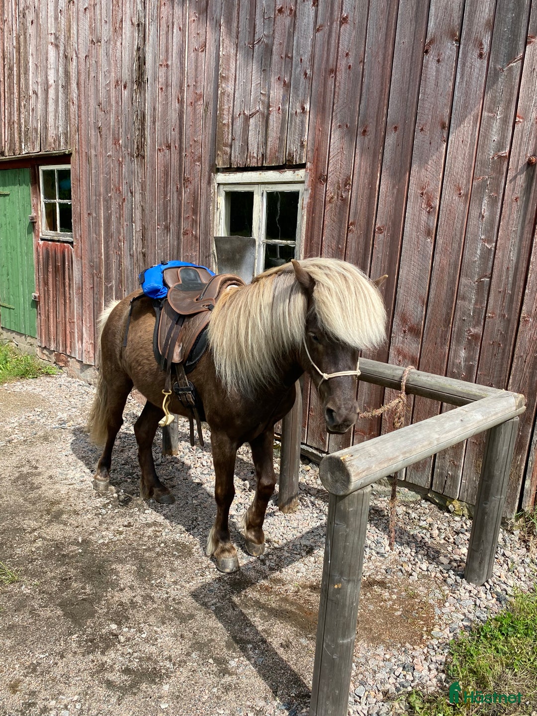 Island hästar till salu: Trevlig Silversvart valack i Nol - Annons 2