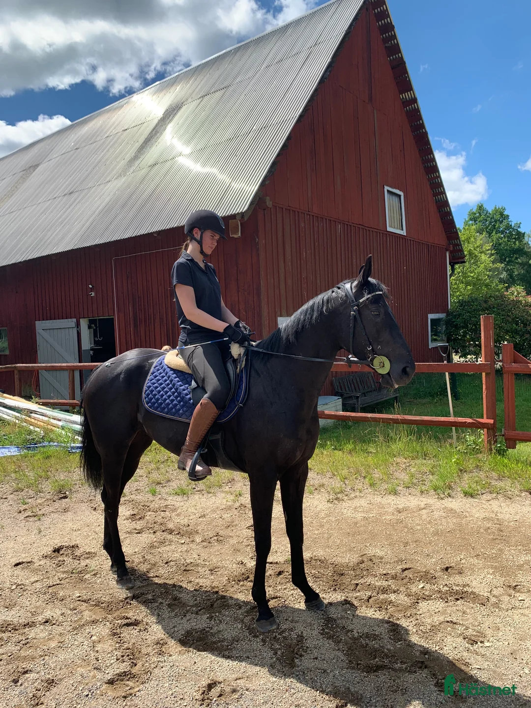 Allround hästar till salu: Vackert sto *TINGAD* - Annons 2