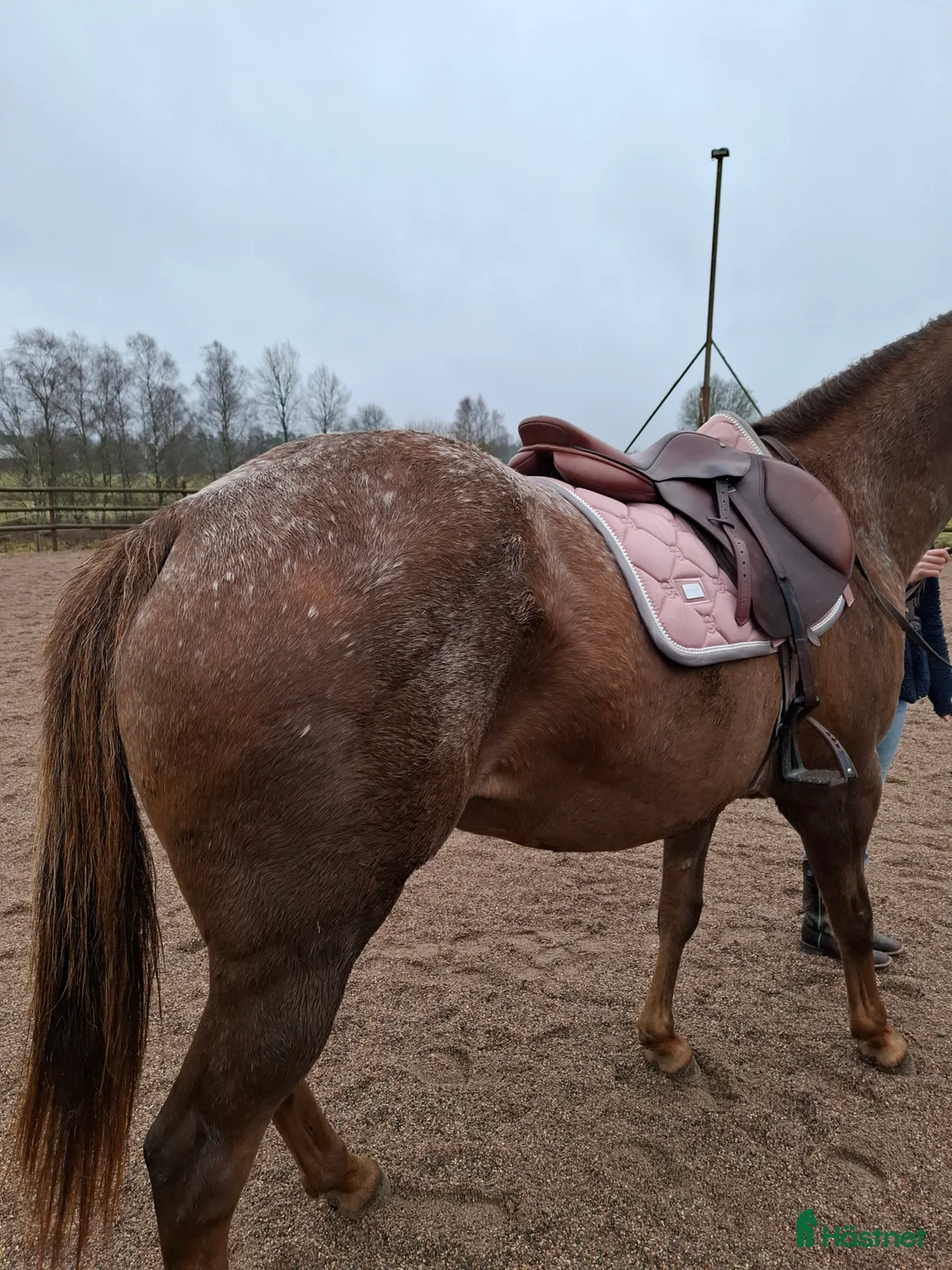 Allround hästar till salu: Trevligt Appaloosa sto i Sävsjö - Annons 6