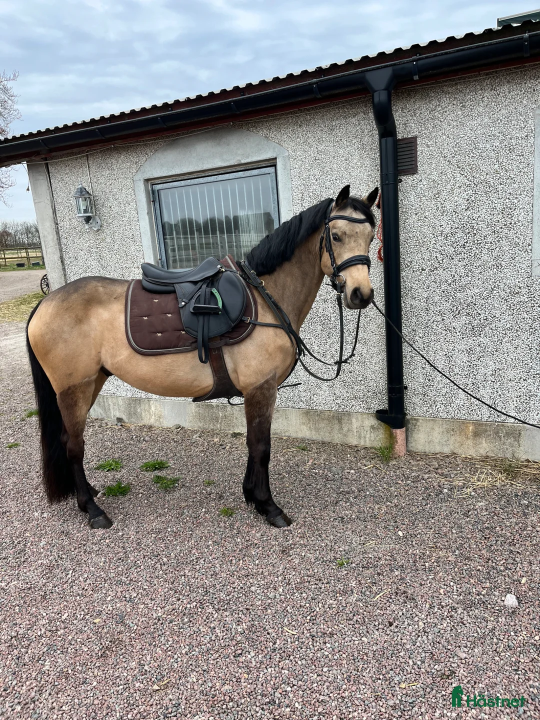 Allround hästar till salu: D-PONNY VALLACK  - Annons 1