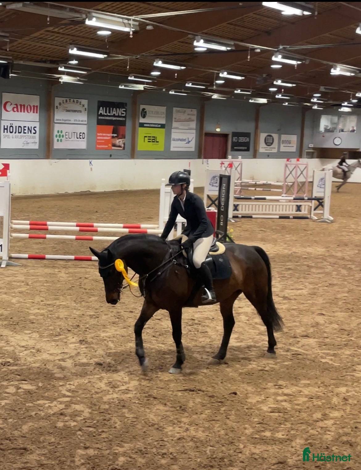 Allround hästar till salu: Rebel söker ny bästa vän! - Annons 1