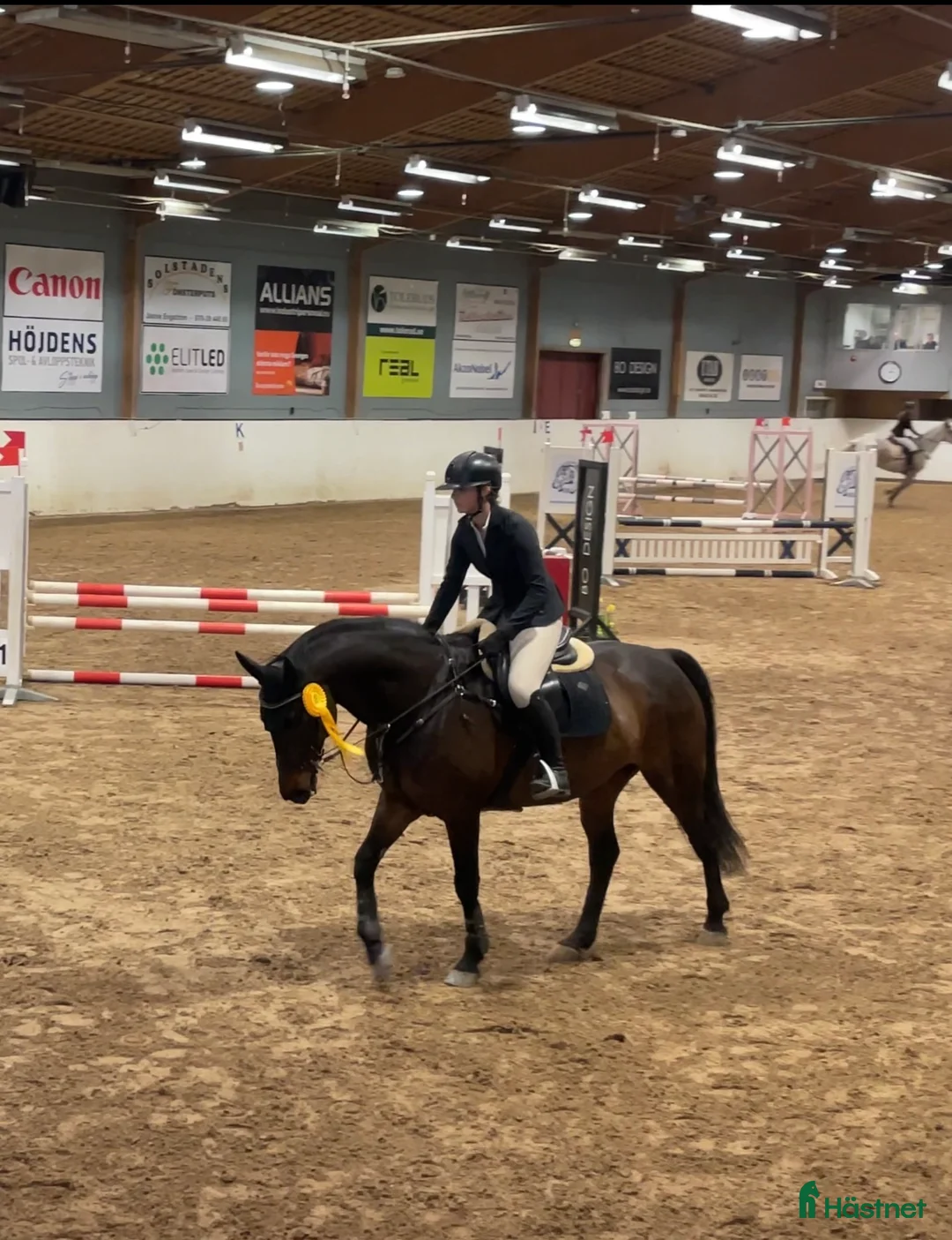 Allround hästar till salu: Rebel söker ny bästa vän! - Annons 1