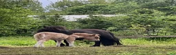 Allround hästar till salu: Snällaste shetlandsponnyn  - Annons 7