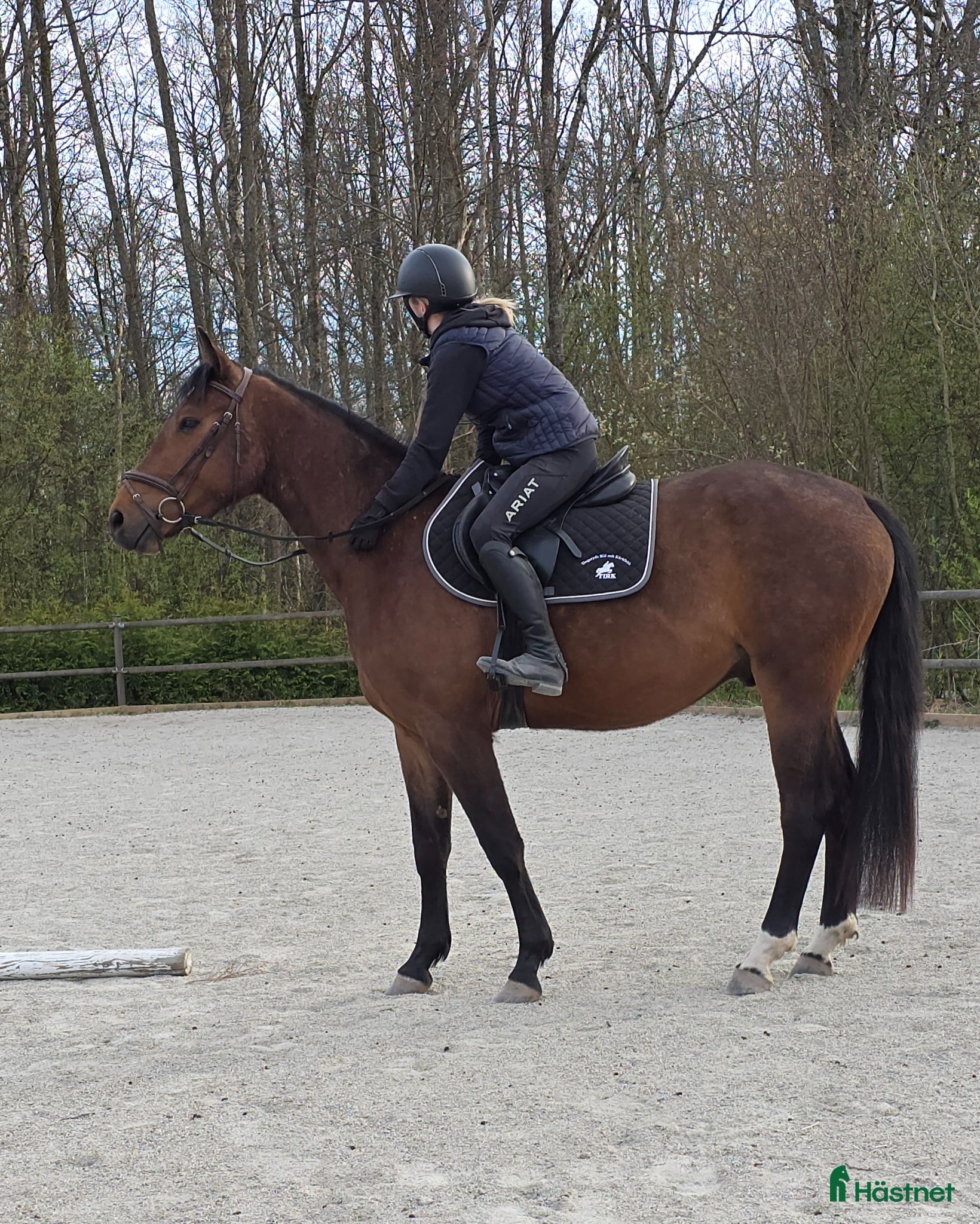  hästar Inriden SWB-valack - Annons 1