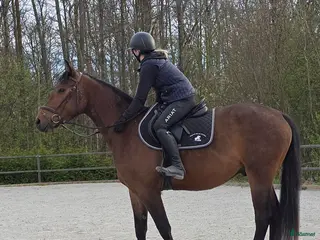 hästar Inriden SWB-valack - Annons 1