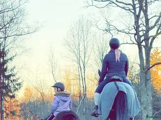 hästar Mot/datter ponni/liten hest søkes - Annons 8