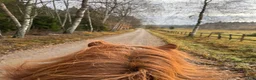  stallplats finnes: LÖSDRIFT, NATUR & GEMENSKAP NÄRA STOCKHOLM - Annons 2