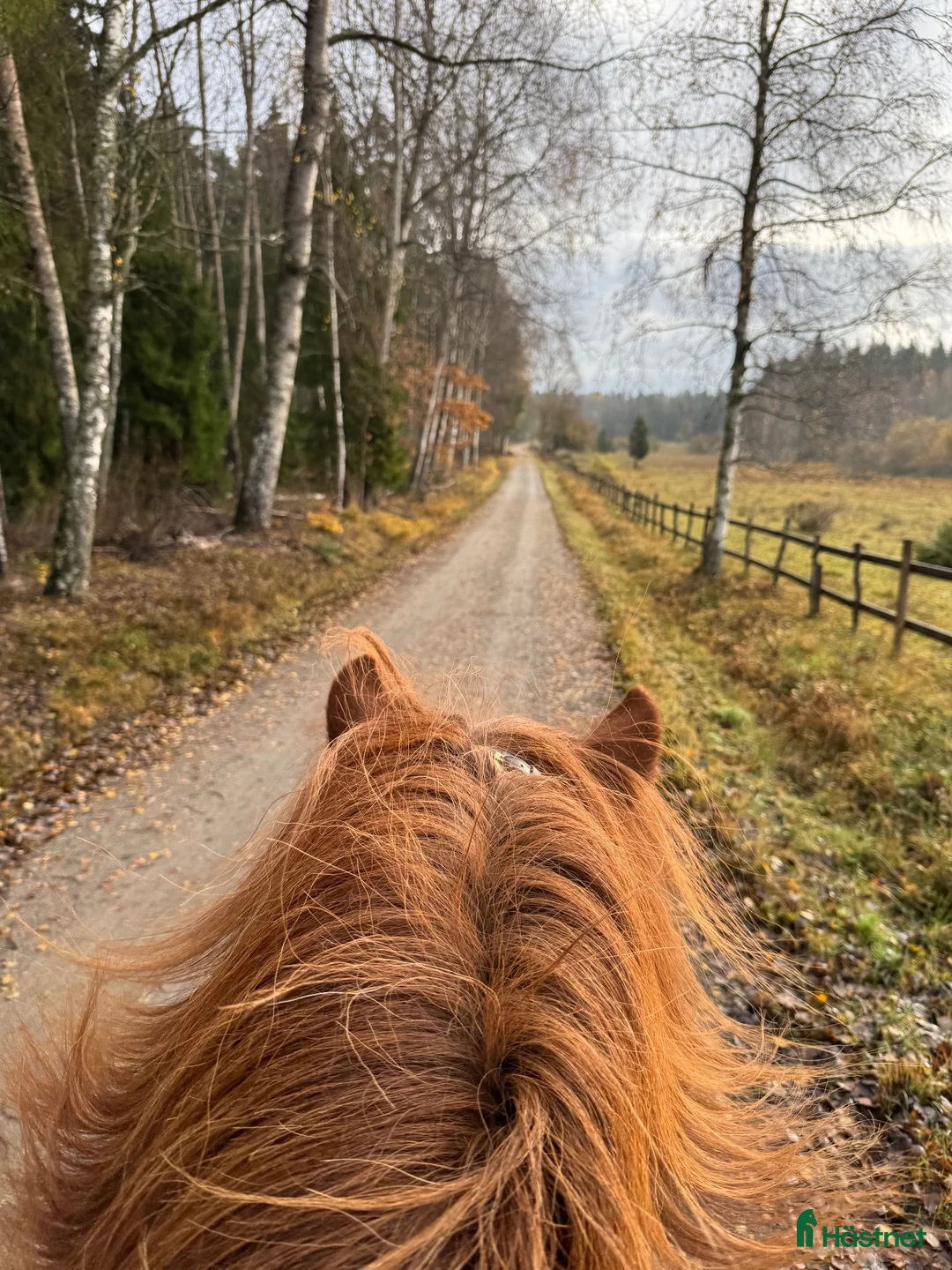  stallplats finnes: LÖSDRIFT, NATUR & GEMENSKAP NÄRA STOCKHOLM - Annons 2