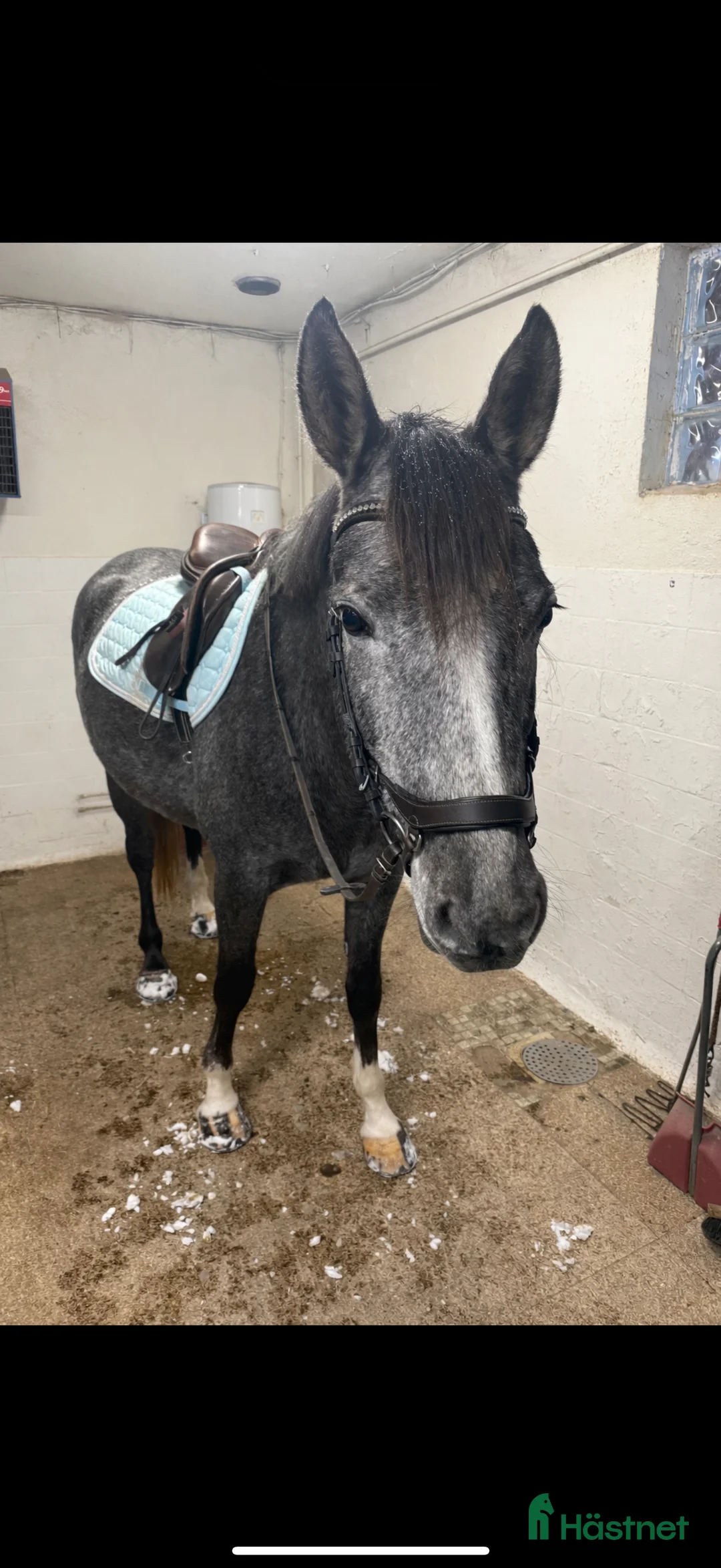 Allround hästar till salu: 4årig Welsh partbreed valack i Alnö - Annons 4