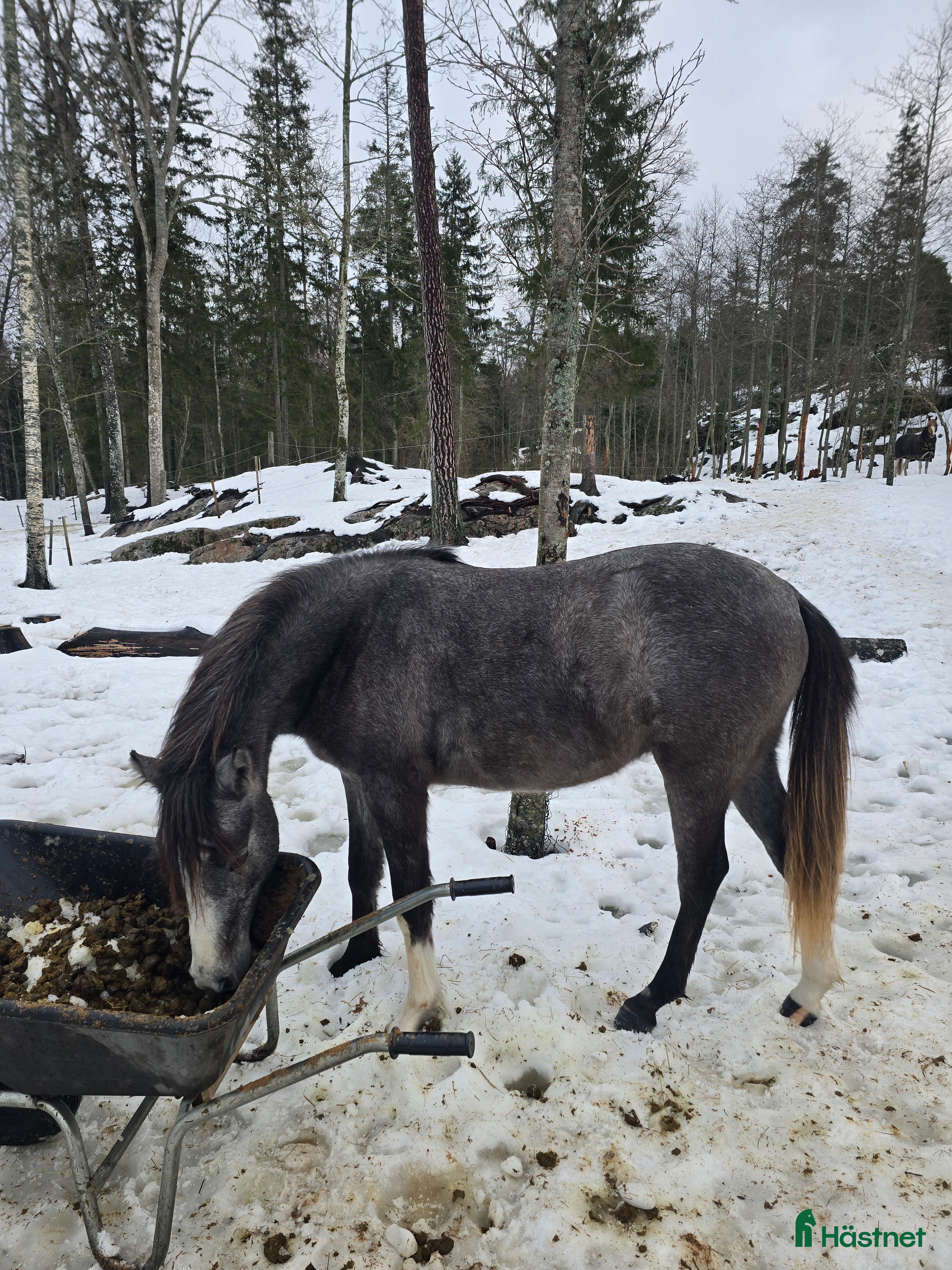  hästar Superfin tvååring - Annons 16