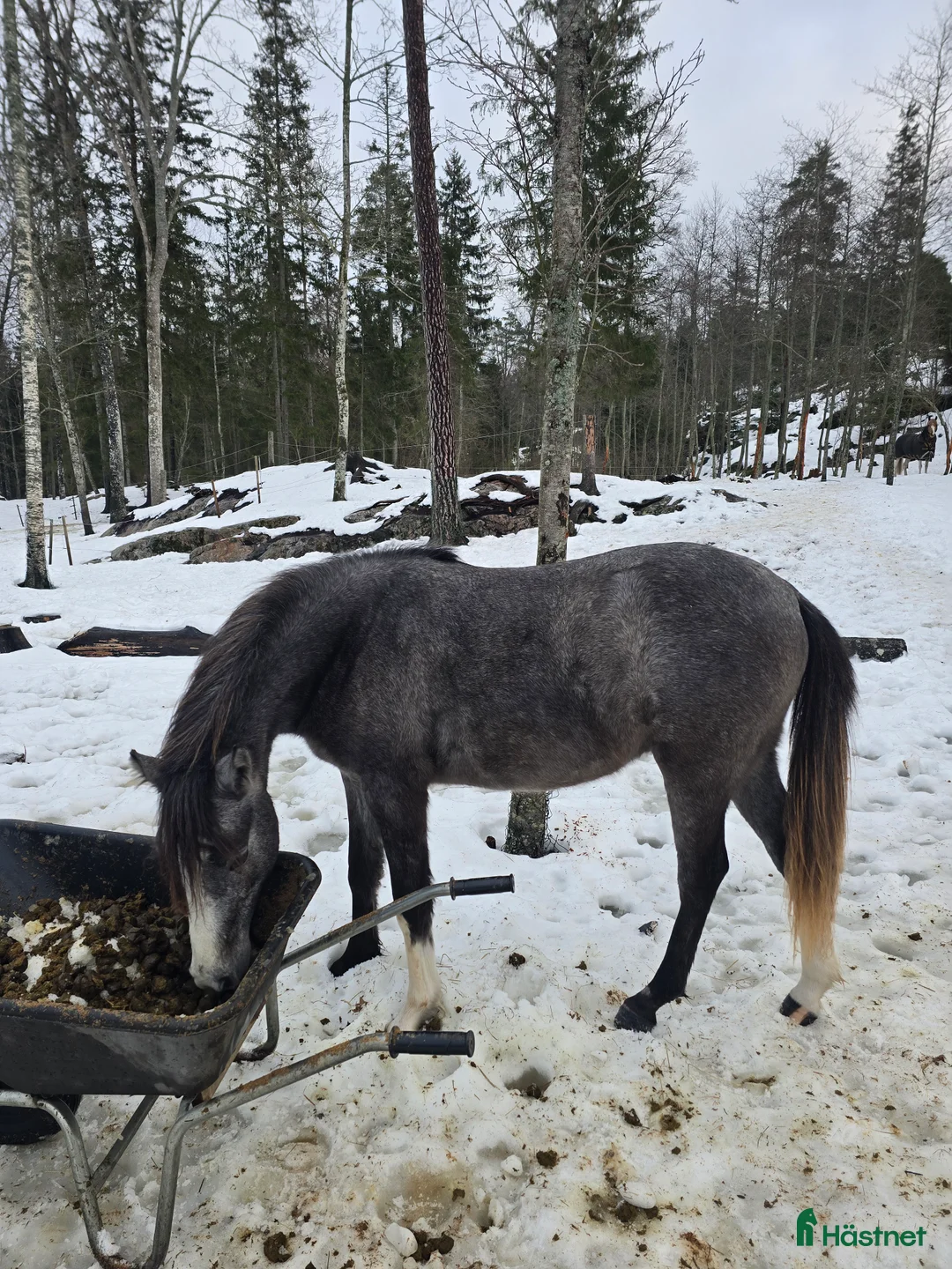 Allround hästar till salu: Superfin tvååring - Annons 1