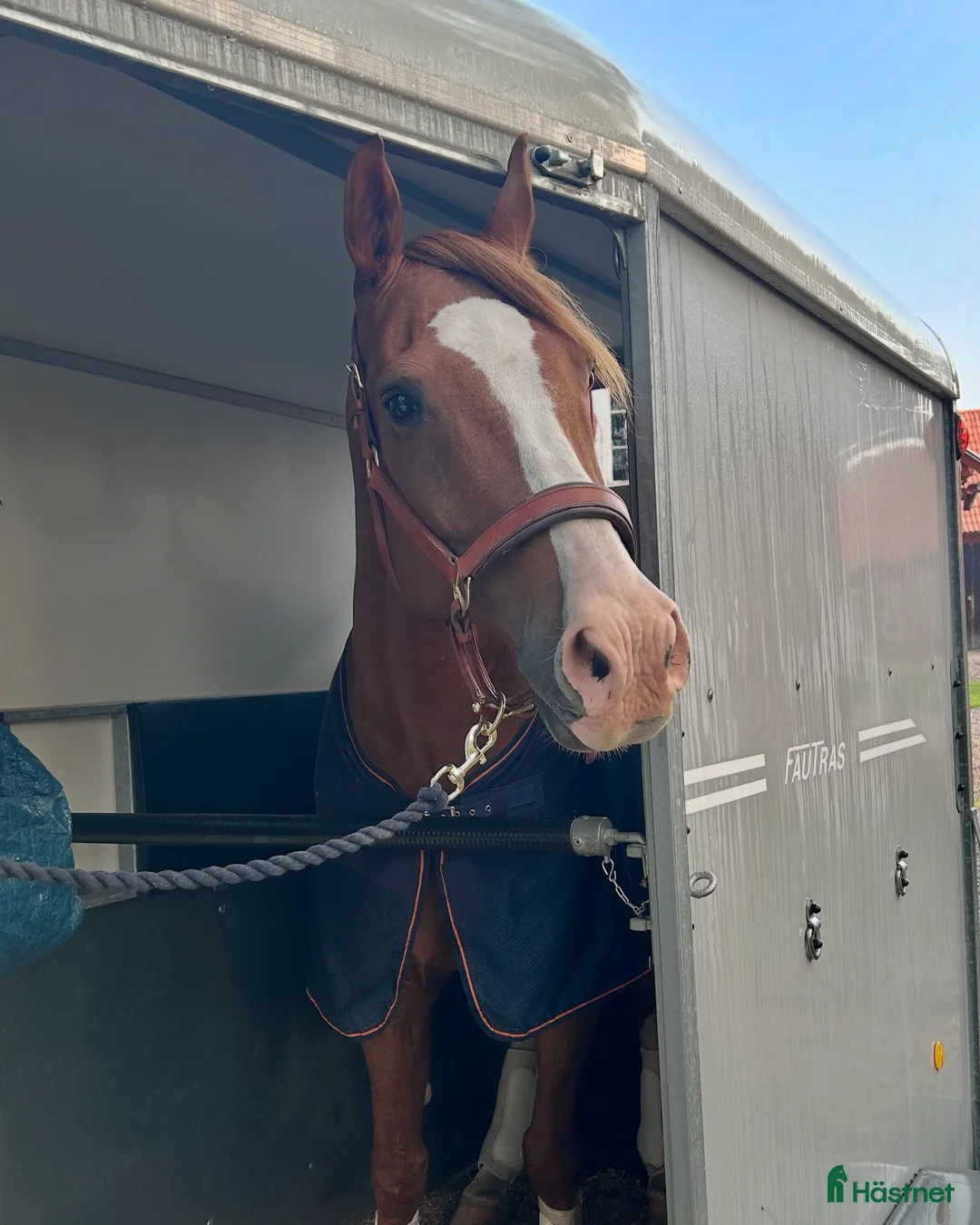 Dressyr hästar till salu: Härlig Snygg Valack Säljes! - Annons 8