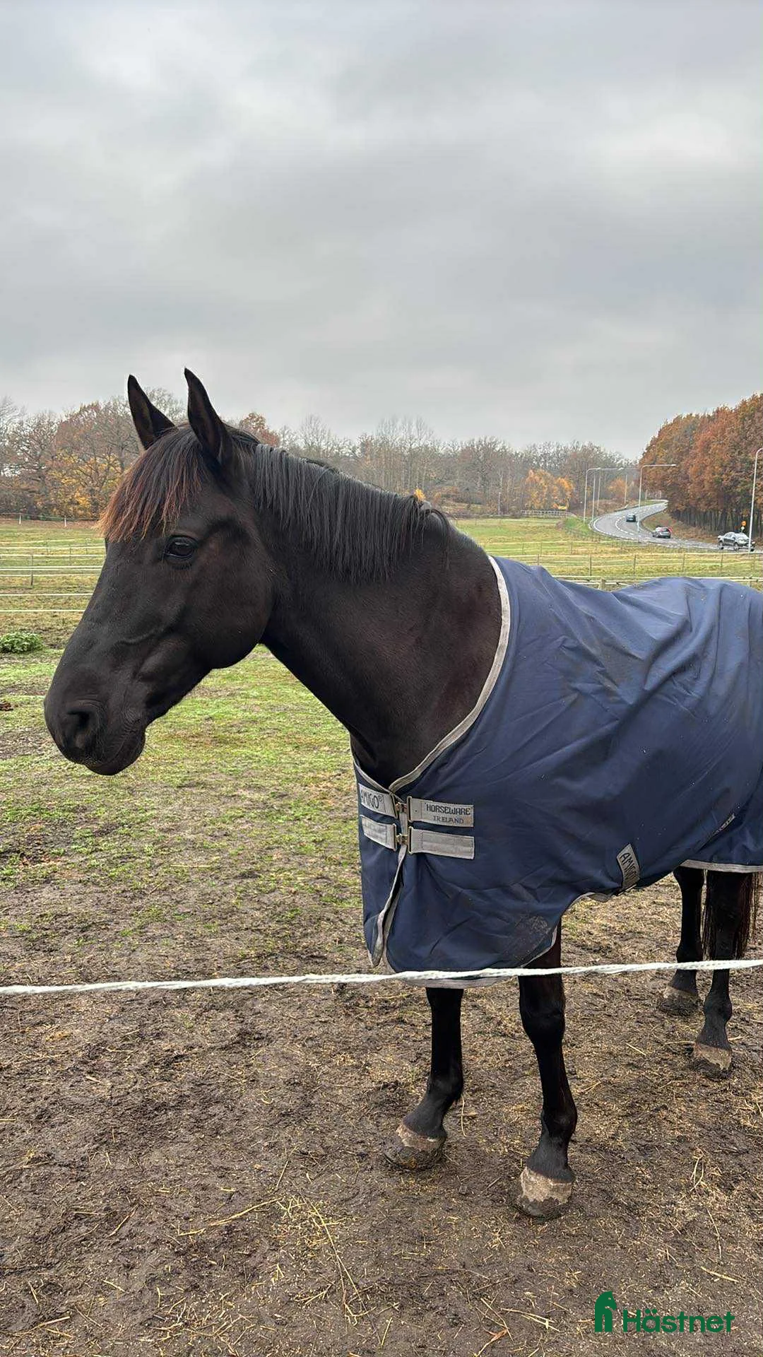 Allround hästar till salu: Fin D-ponnyvalack söker nytt hem 🤩 - Annons 2