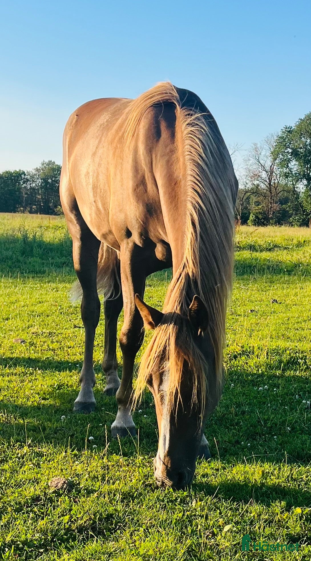  hästar Ungsto av rasen Tennesse Walker säljes!  - Annons 2