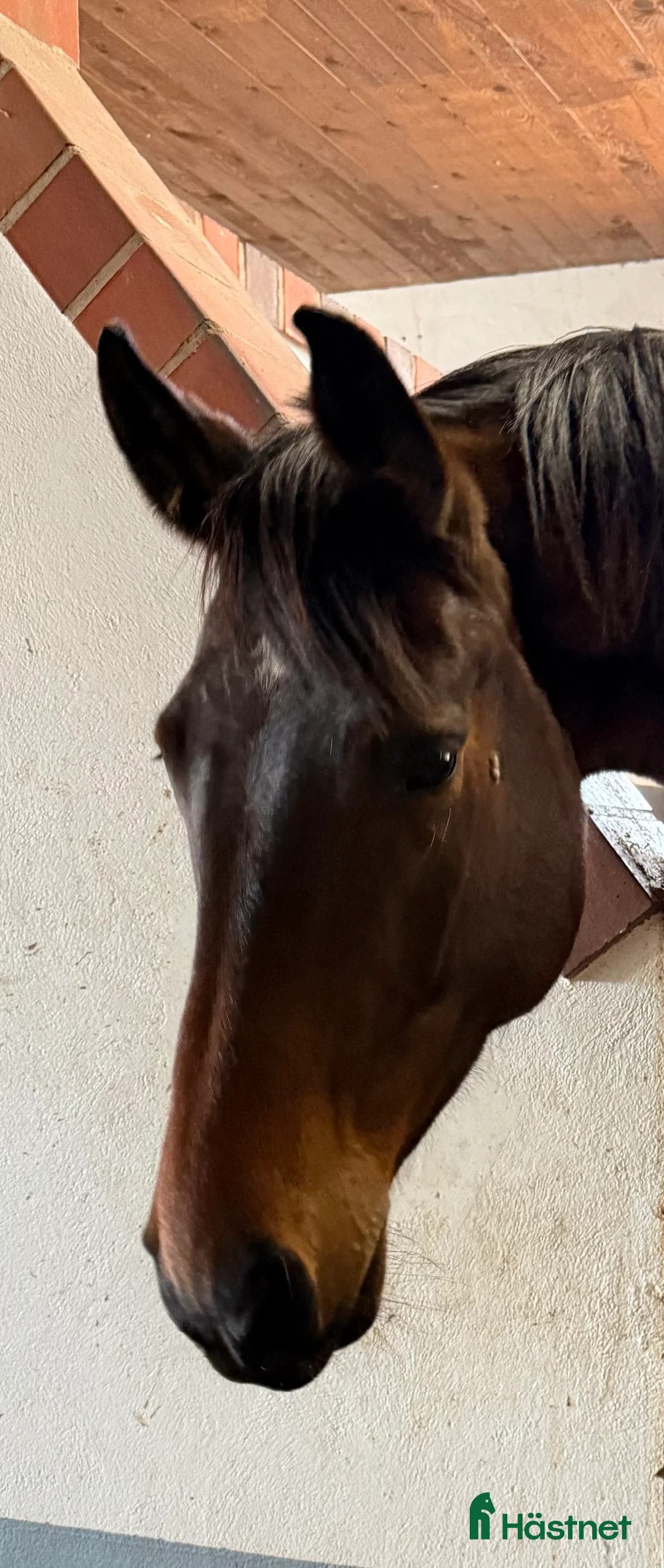 Dressyr hästar till salu: Oslipad diamant till salu. - Annons 2