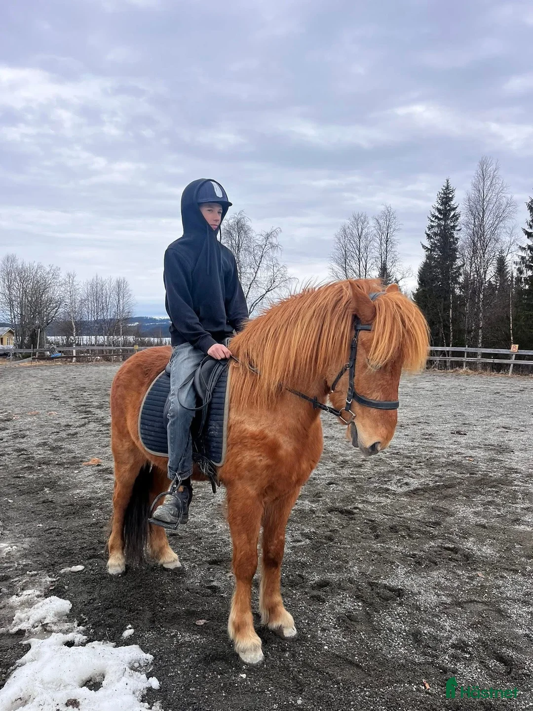 Island hästar till salu: Gjafar från Hästfjället, ståtlig och äventyrssugen - Annons 15