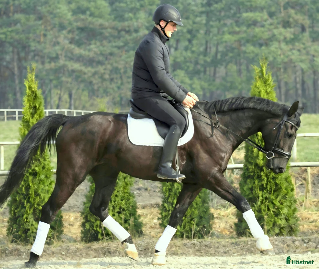 Allround hästar till salu: Super sweet Allrounder for spring time - Annons 1