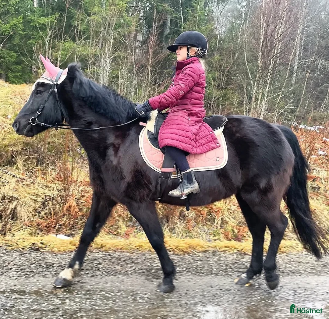 Allround hästar till salu: Stabil dam med en räv bakom Örat - Annons 2