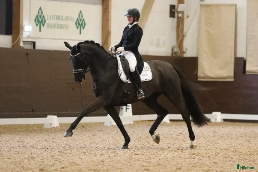  hästar Läromästare och bästa vän  i Mockfjärd - Annons 9