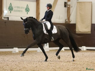 hästar Läromästare och bästa vän i Mockfjärd - Annons 11