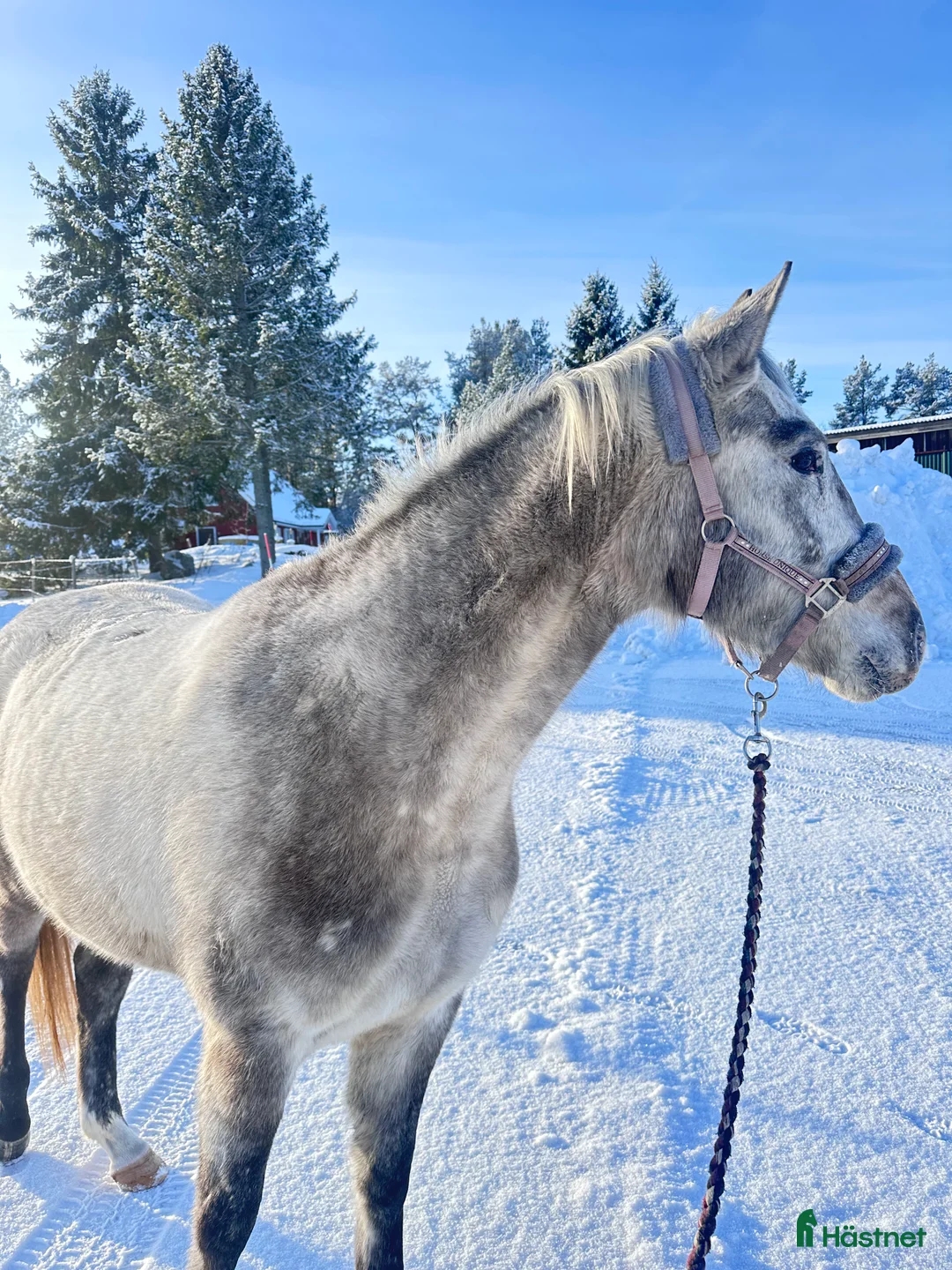 Allround hästar till salu: En vän för framtiden🌟 - Annons 1