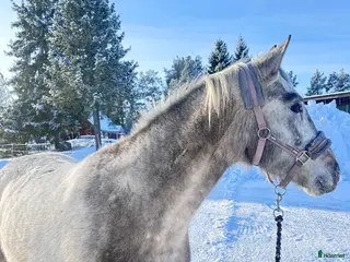 hästar En vän för framtiden🌟 - Annons 14