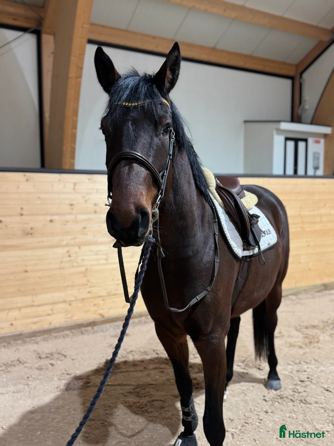 Hoppning hästar till salu: Lovande unghäst ✨ - Annons 1