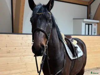 hästar Lovande unghäst ✨ - Annons 3