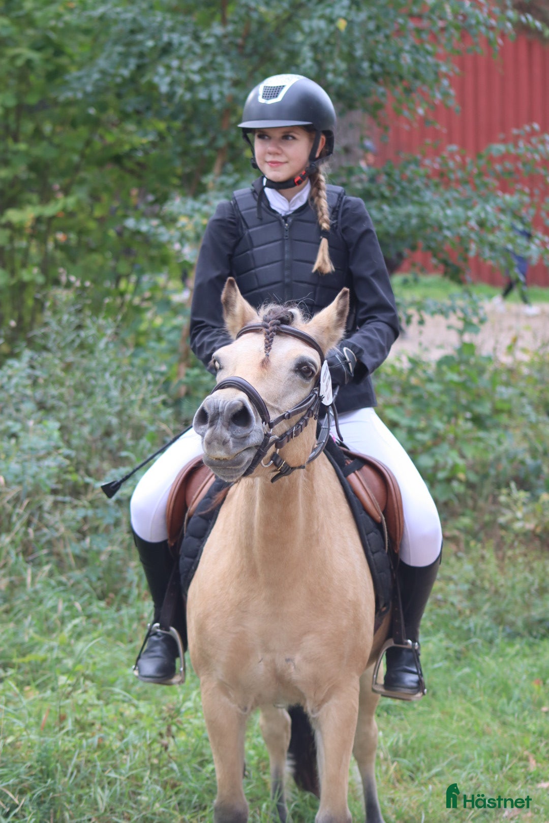  medryttarhäst sökes: Söker en kompis att utvecklas med!😍 - Annons 1