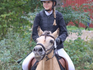 medryttarhäst sökes: Söker en kompis att utvecklas med!😍 - Annons 1
