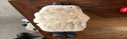 Sadeltillbehör hästutrustning till salu: dressyrgjord 60cm - Annons 2