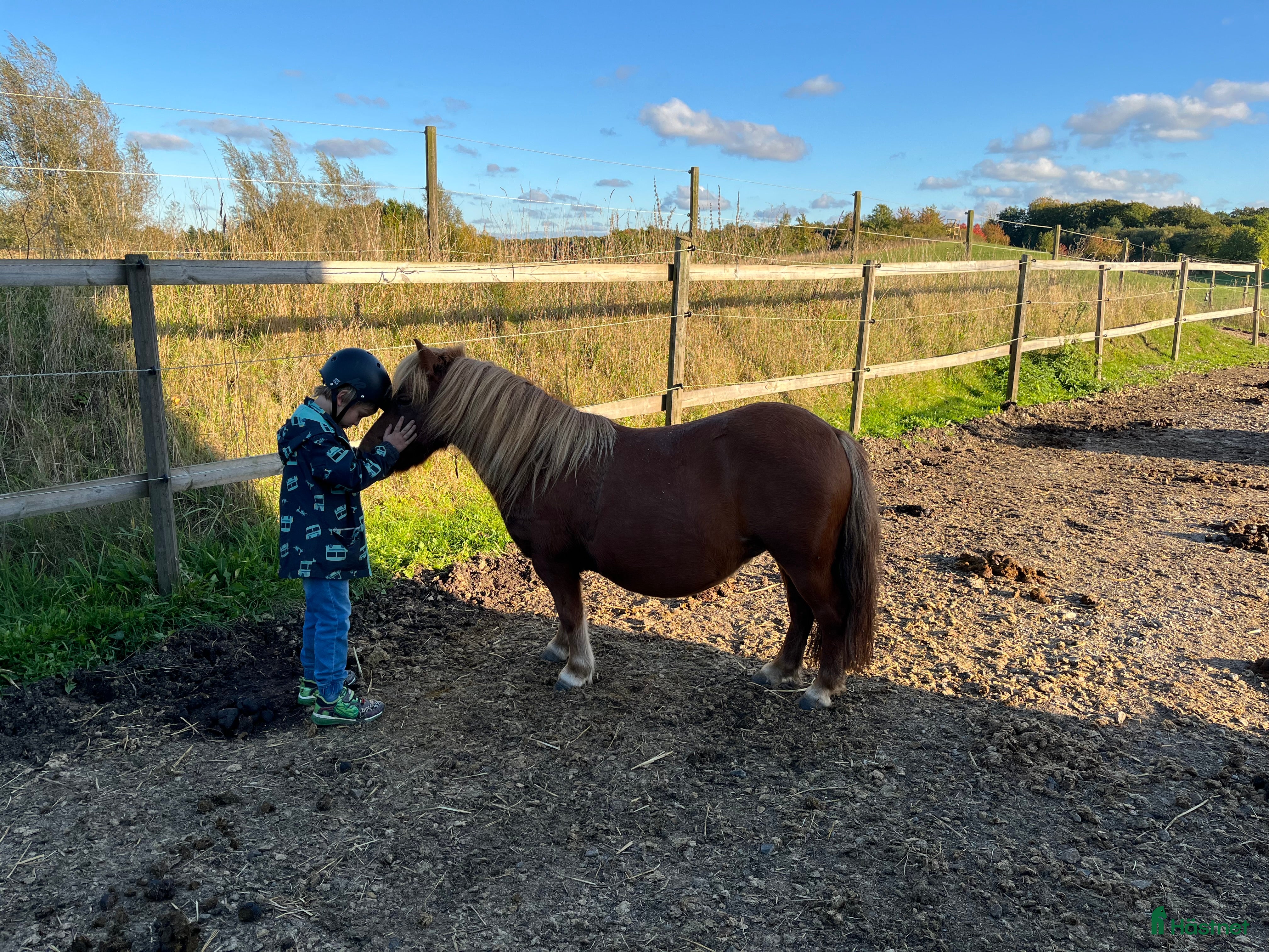  hästar Bästa barnponnyn i Skurup - Annons 19