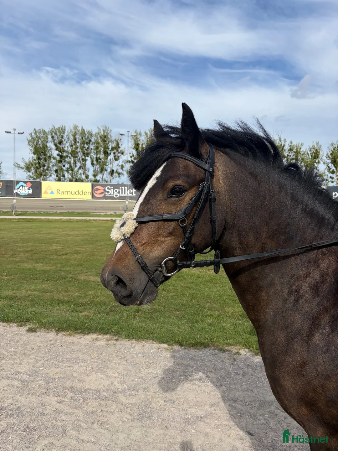 Hoppning hästar till salu: Super trevlig B-ponny  - Annons 1