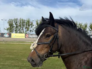 hästar Super trevlig B-ponny - Annons 17