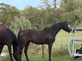 hästar Svart skönhet - Annons 6