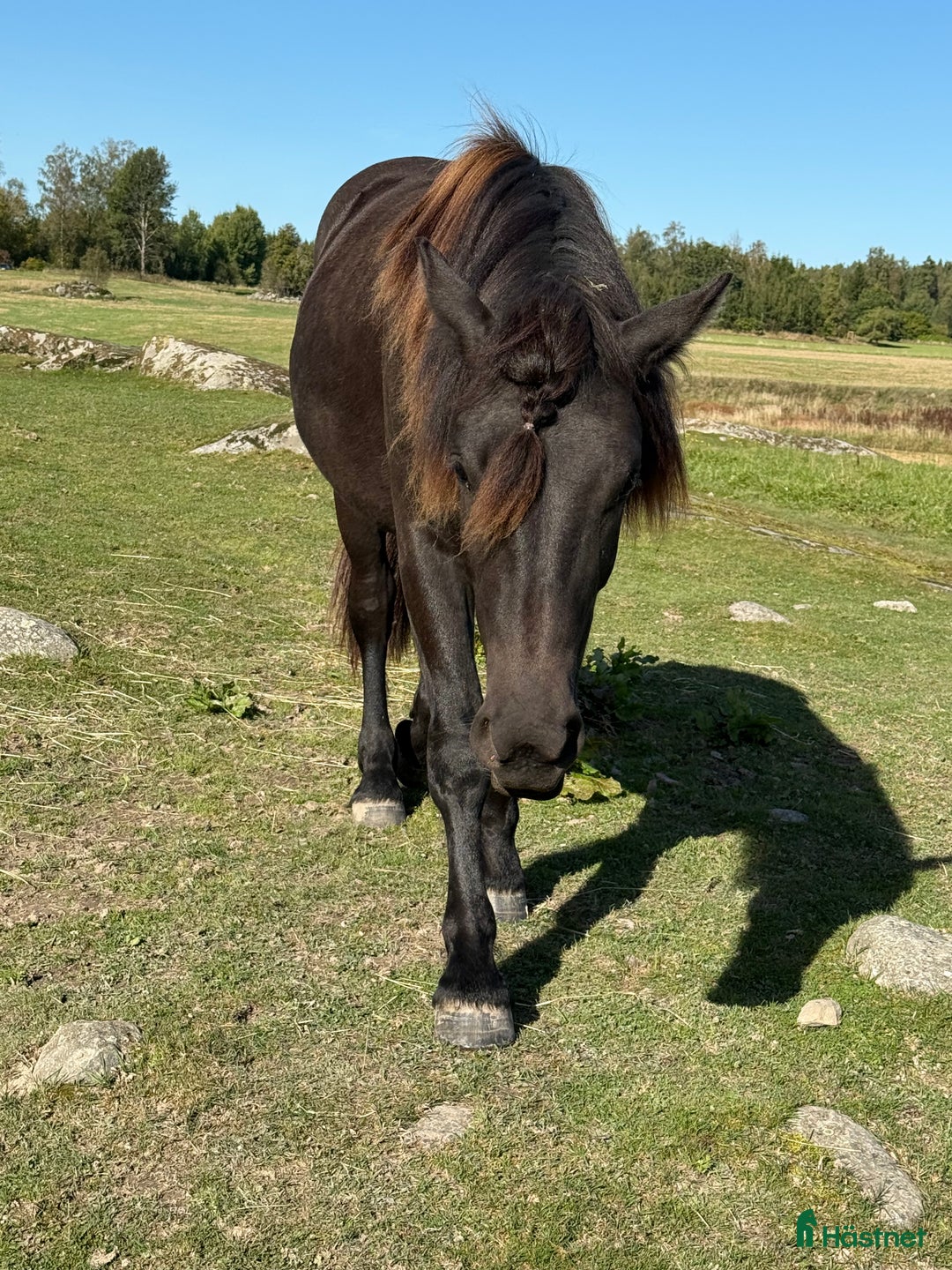 Allround hästar till salu: Snygg Nordsvensk (tingad till 6/12) i Grästorp - Annons 2